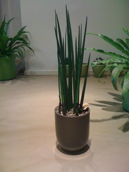 Sansevieria mikado