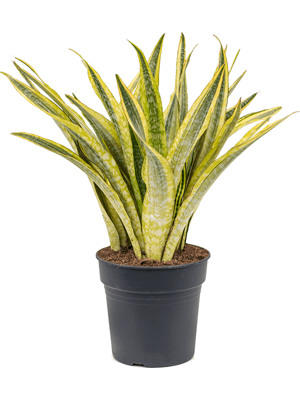 Sansevieria laurentii Sansevieria laurentii