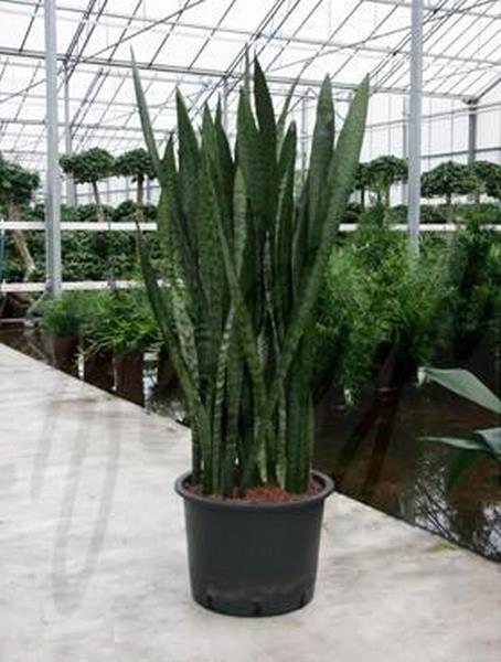 Sansevieria coral black Sansevieria coral black