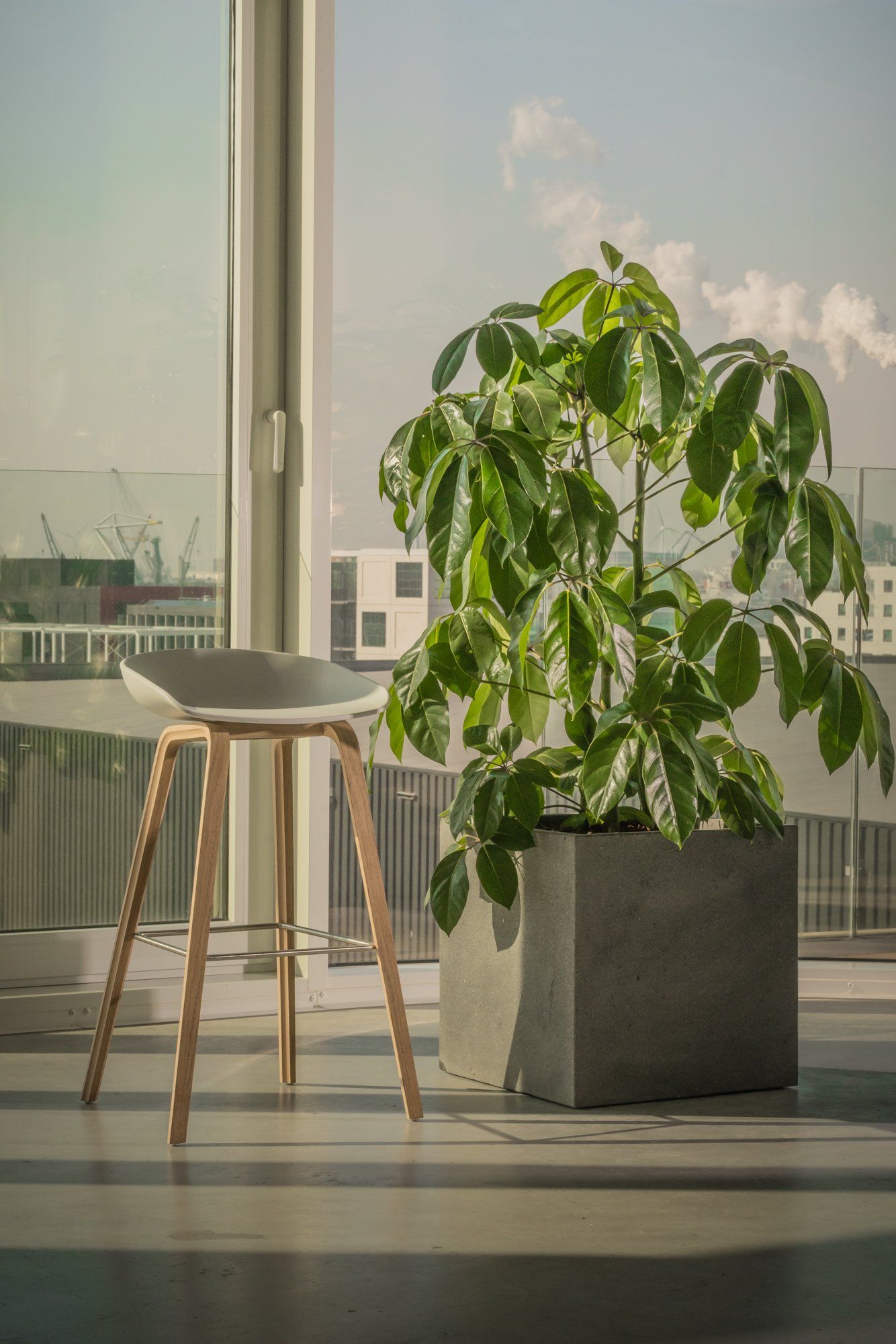 Schefflera actinophylla 'Amate' Schefflera actinophylla 'Amate'