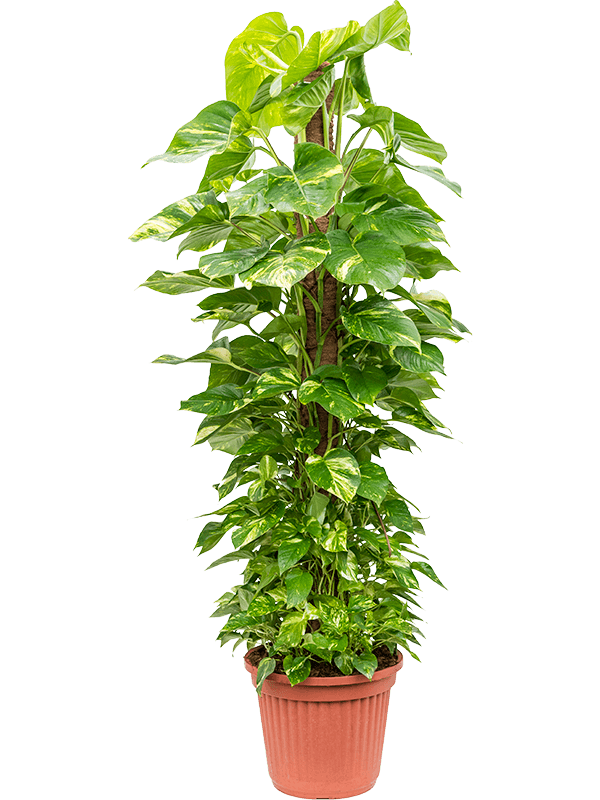 Scindapsus (epipremnum) aureum Scindapsus (epipremnum) aureum