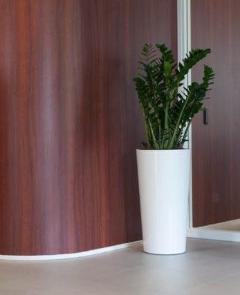 Zamioculcas zamiifolia Zamioculcas zamiifolia