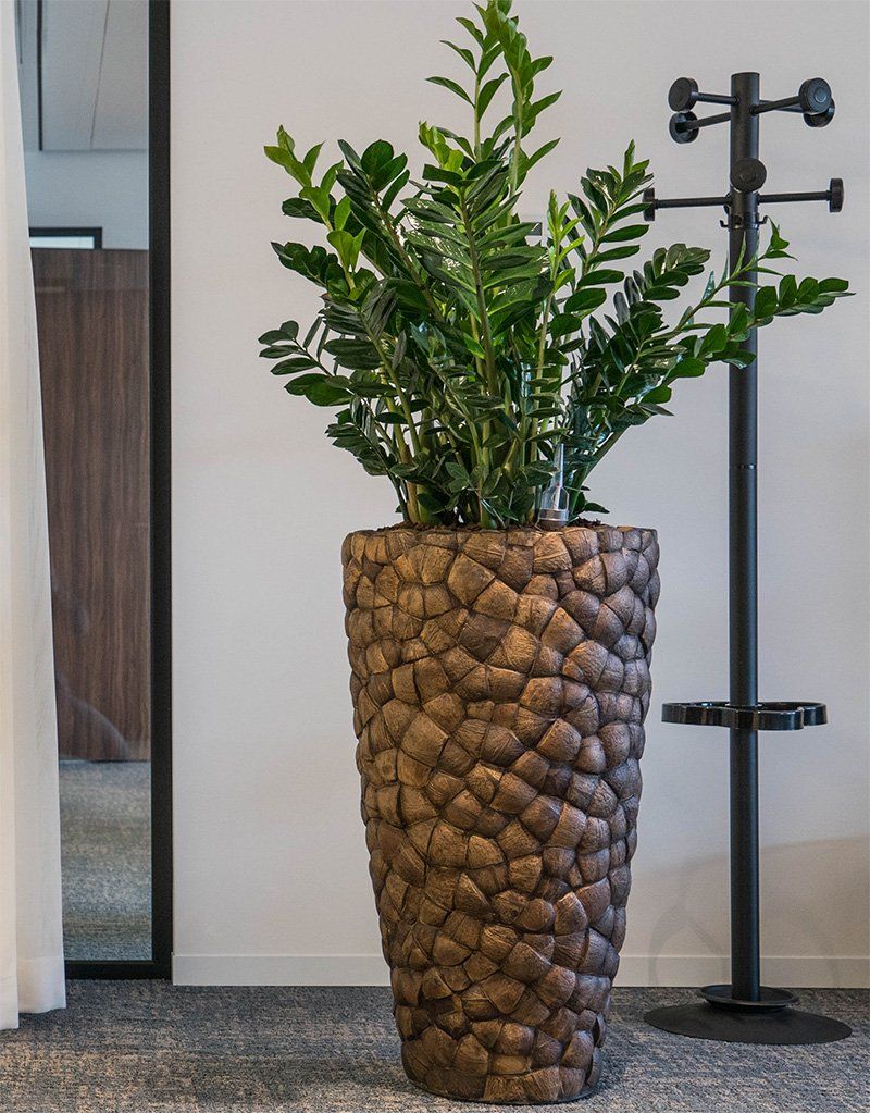 Zamioculcas zamiifolia Zamioculcas zamiifolia