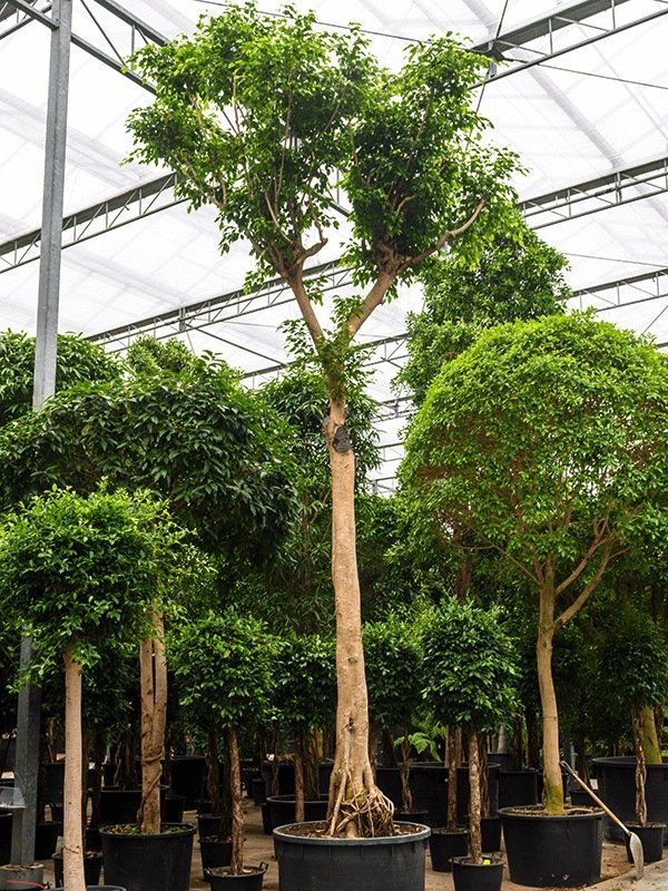 Zeer grote Ficus benjamina Zeer grote Ficus benjamina