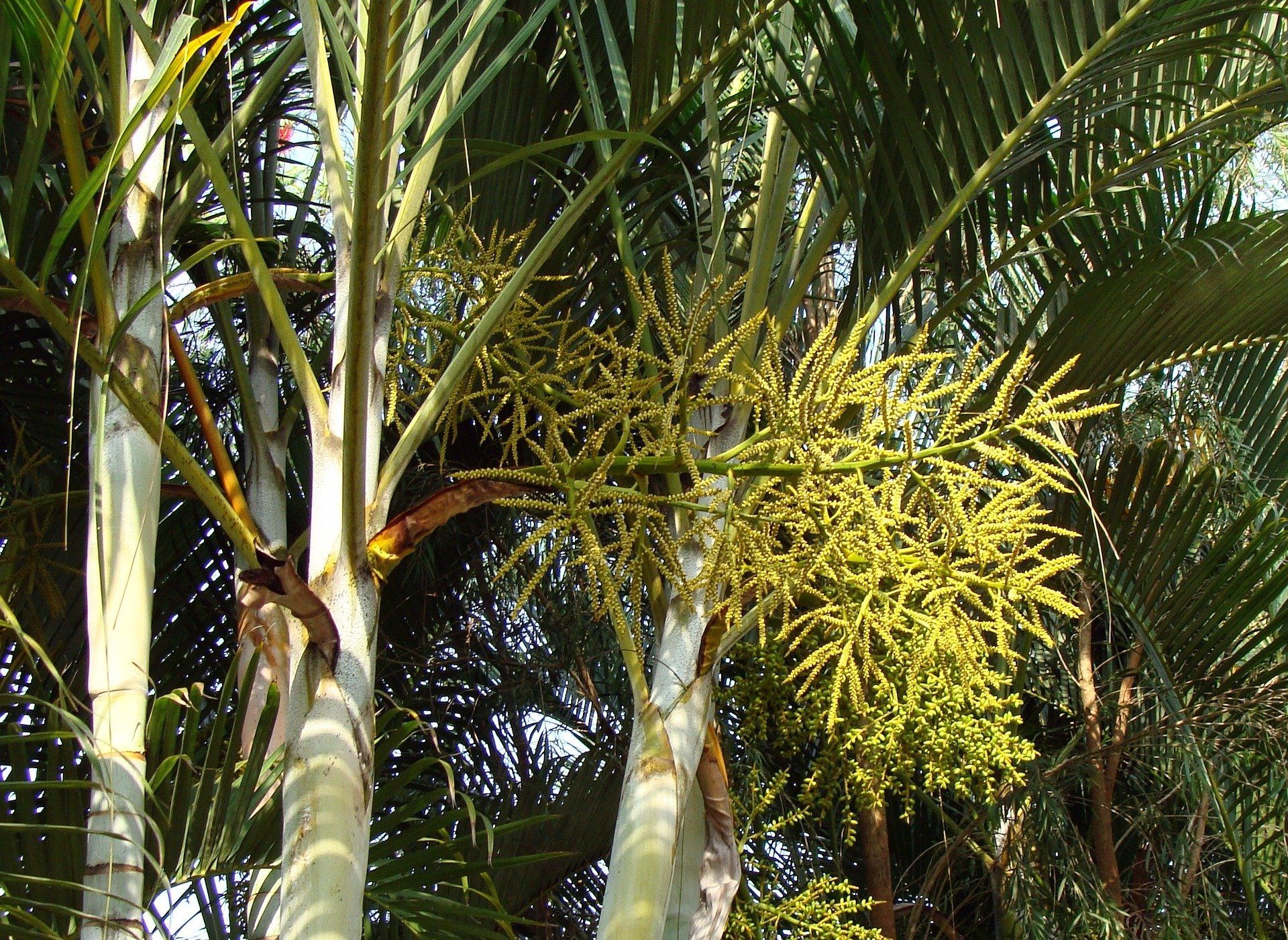 Bloeiwijze Dypsis lutescens Bloeiwijze Dypsis lutescens