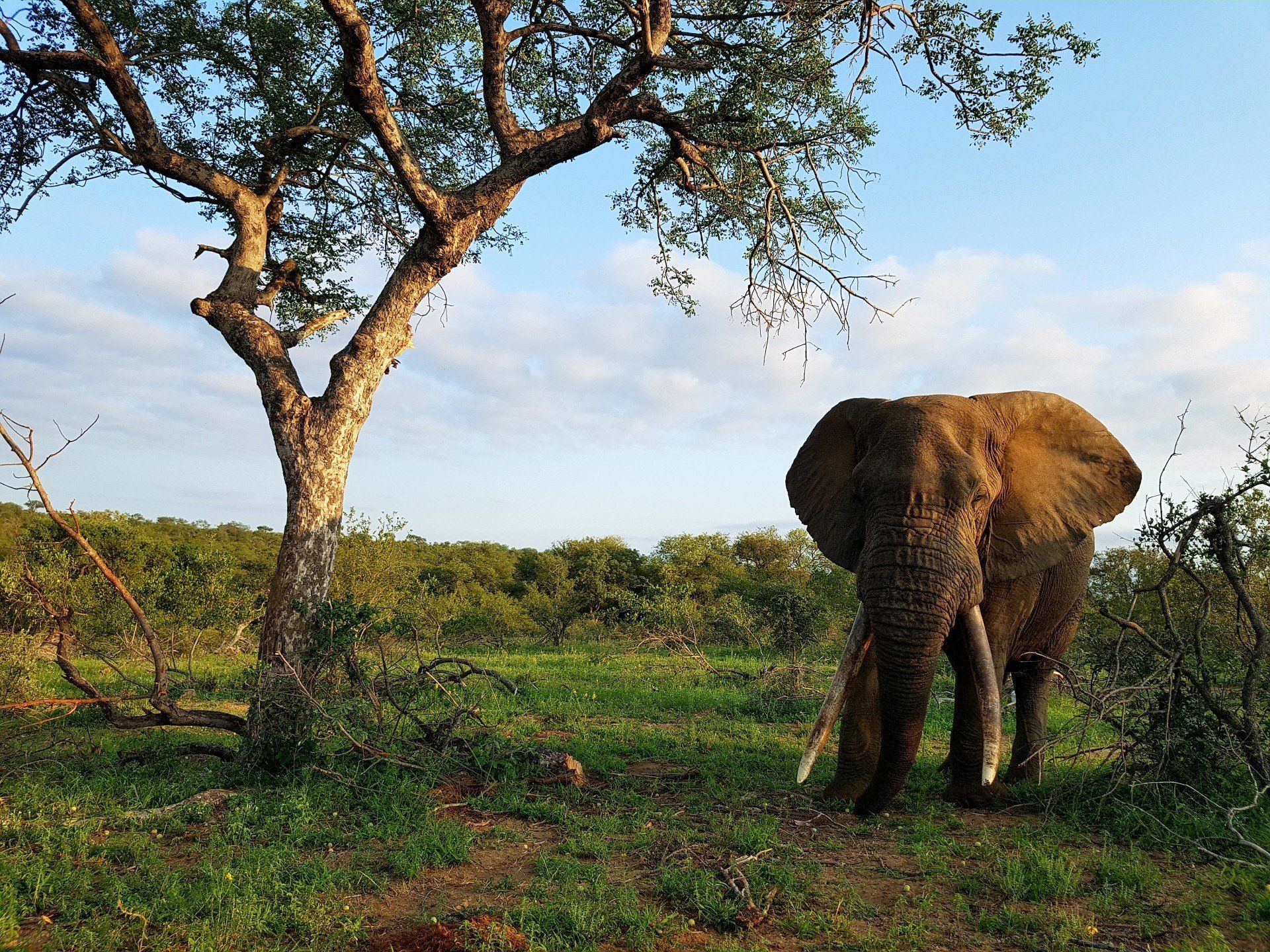 An elephant standing under a tree in a field