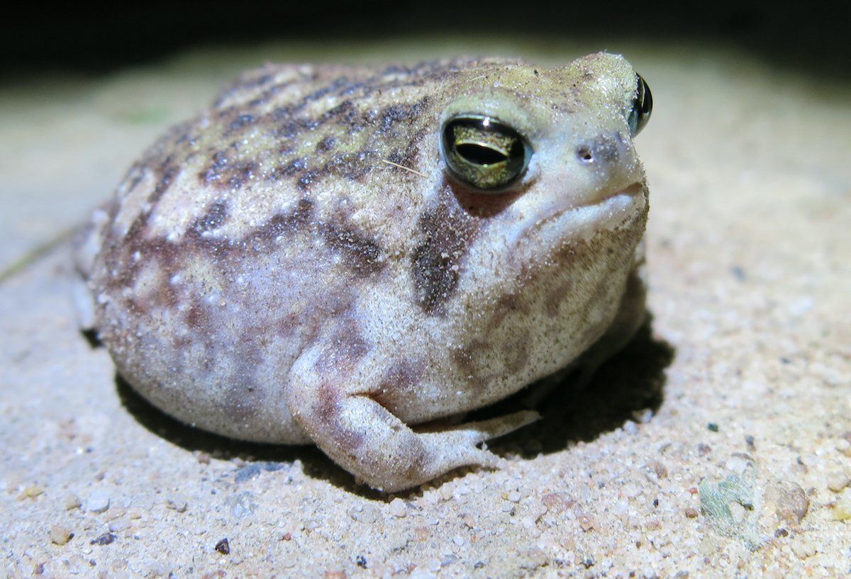 A close up of a frog sitting on top of a sandy surface.