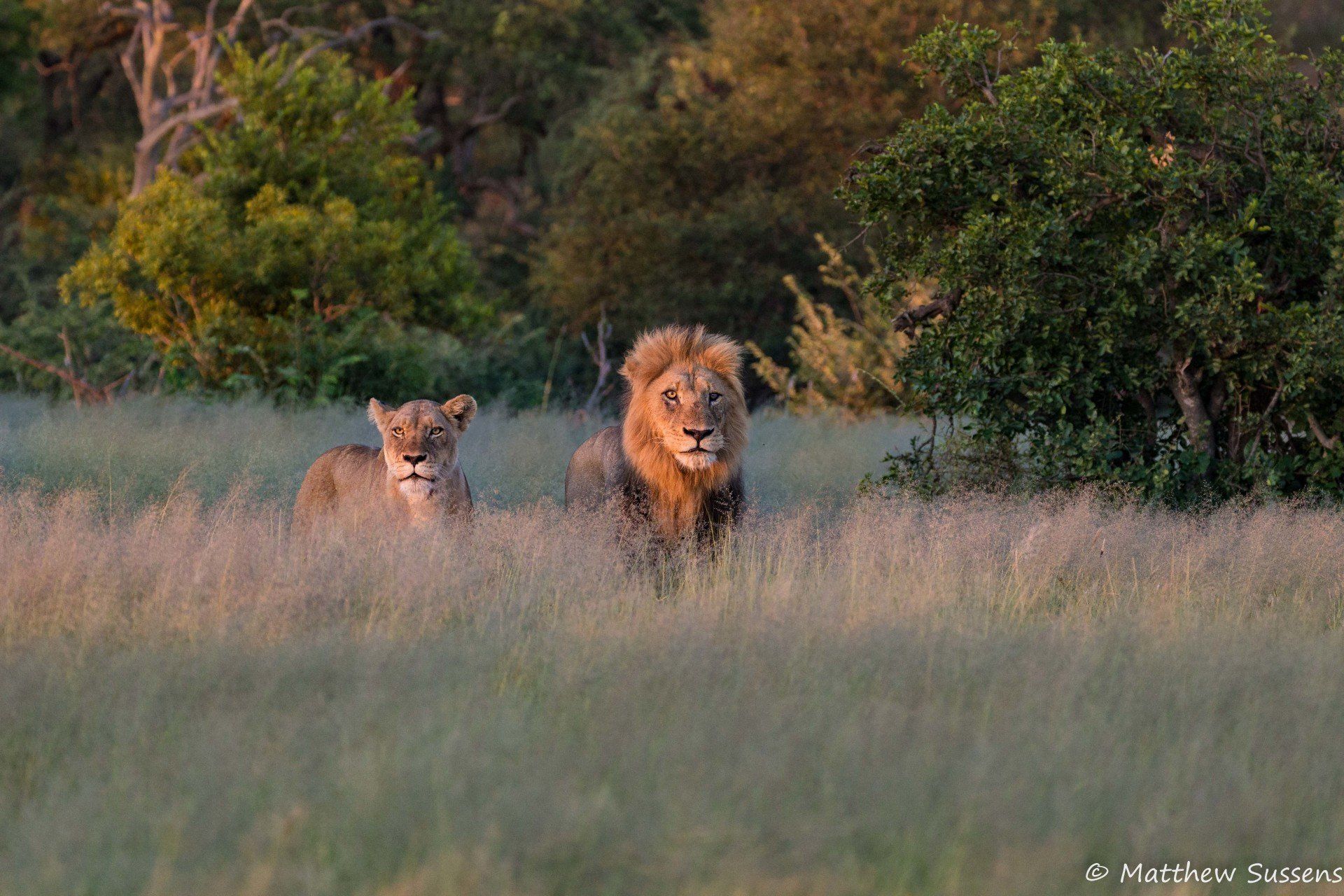 Sausage Tree Safari Camp - Game Drives Gallery 24