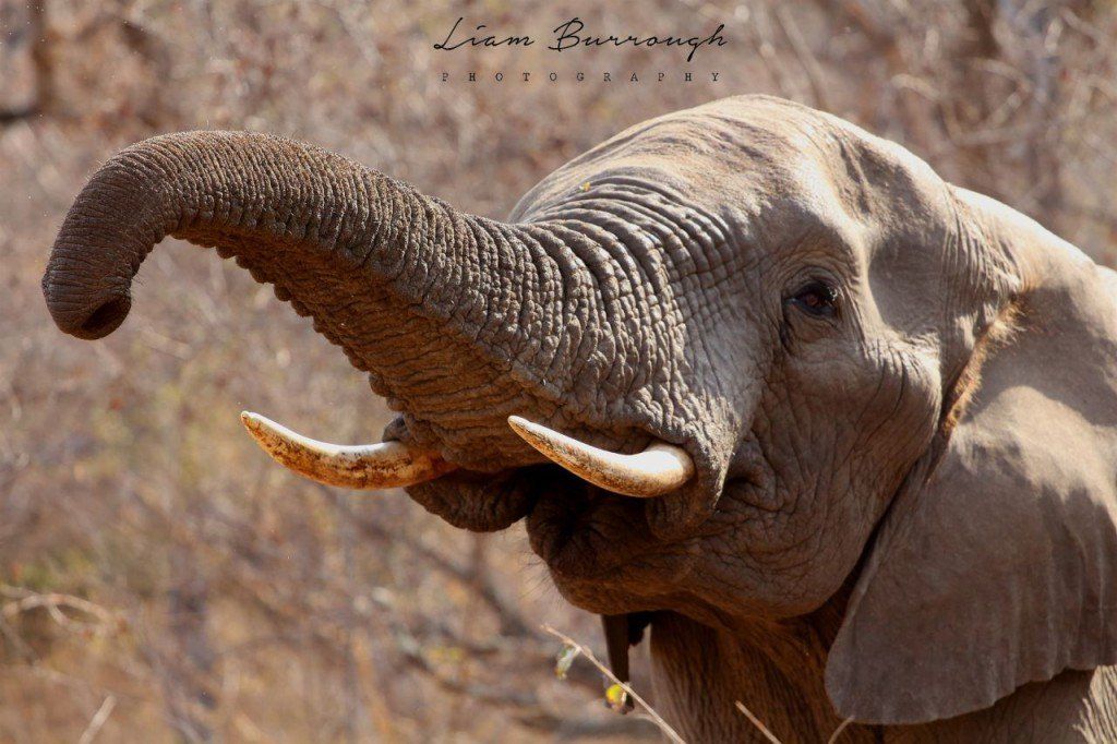 A close up of an elephant with its trunk out