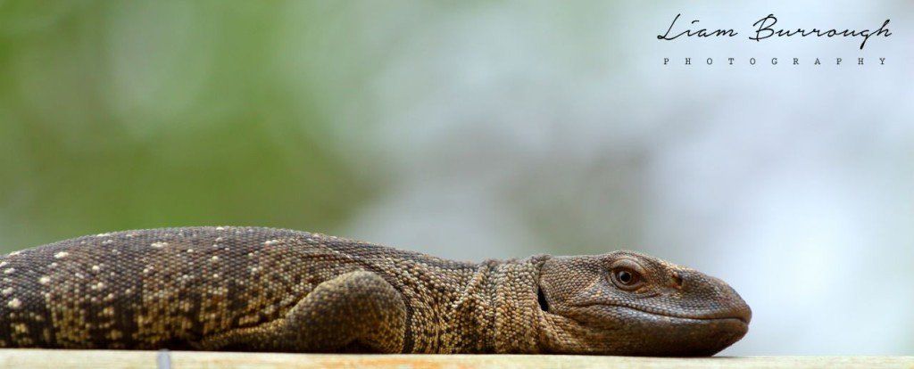 A lizard is laying on a piece of wood with the name lauren burrough written on the bottom