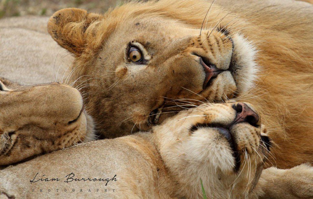 A lioness and her cub are laying next to each other.