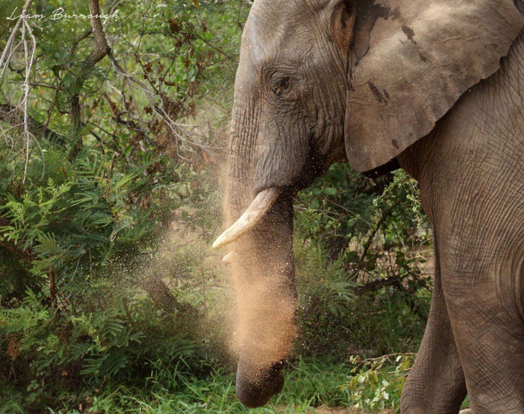 Sausage Tree Safari Camp - Game Drives Gallery 5