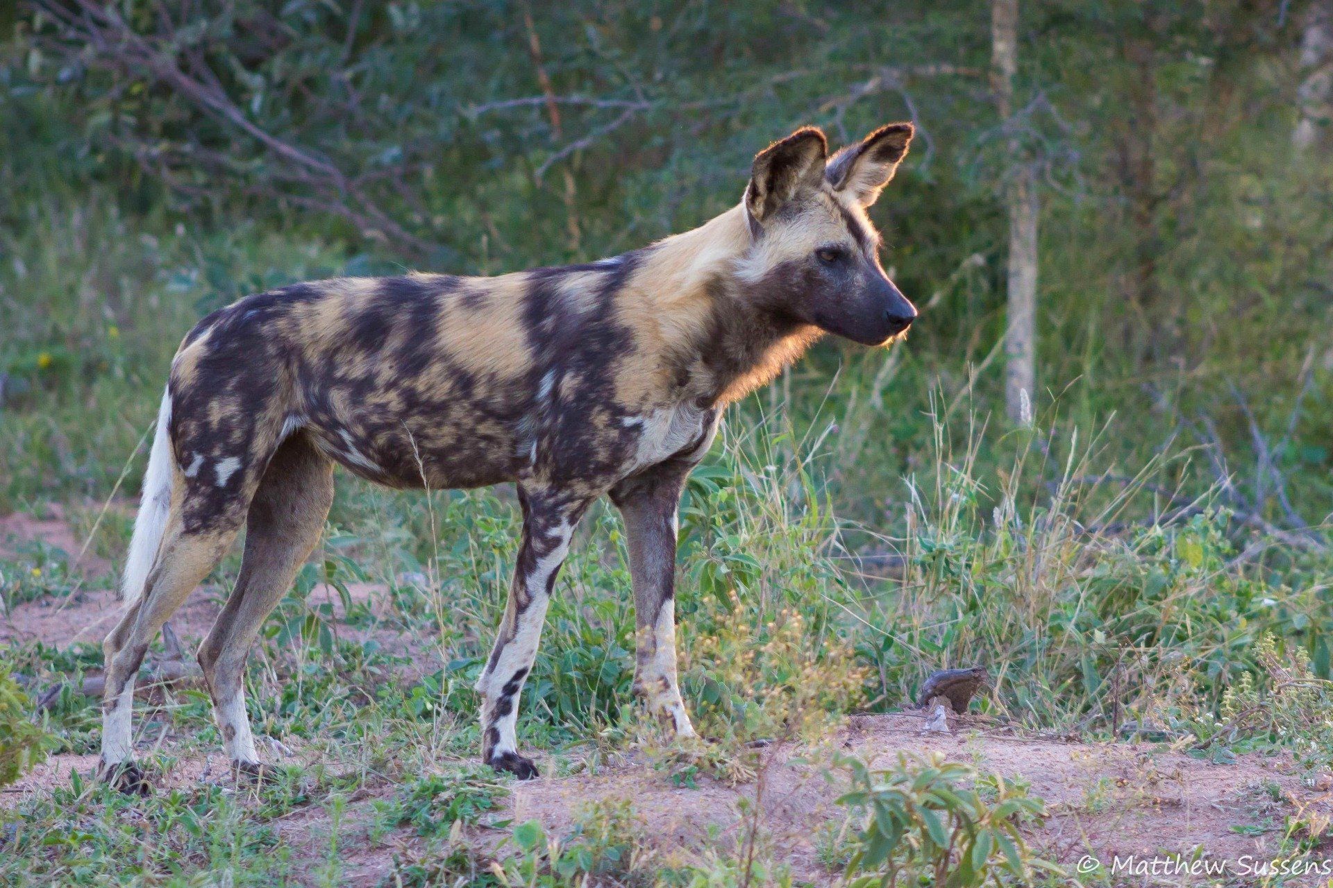 A wild dog is standing in the grass in the wild.