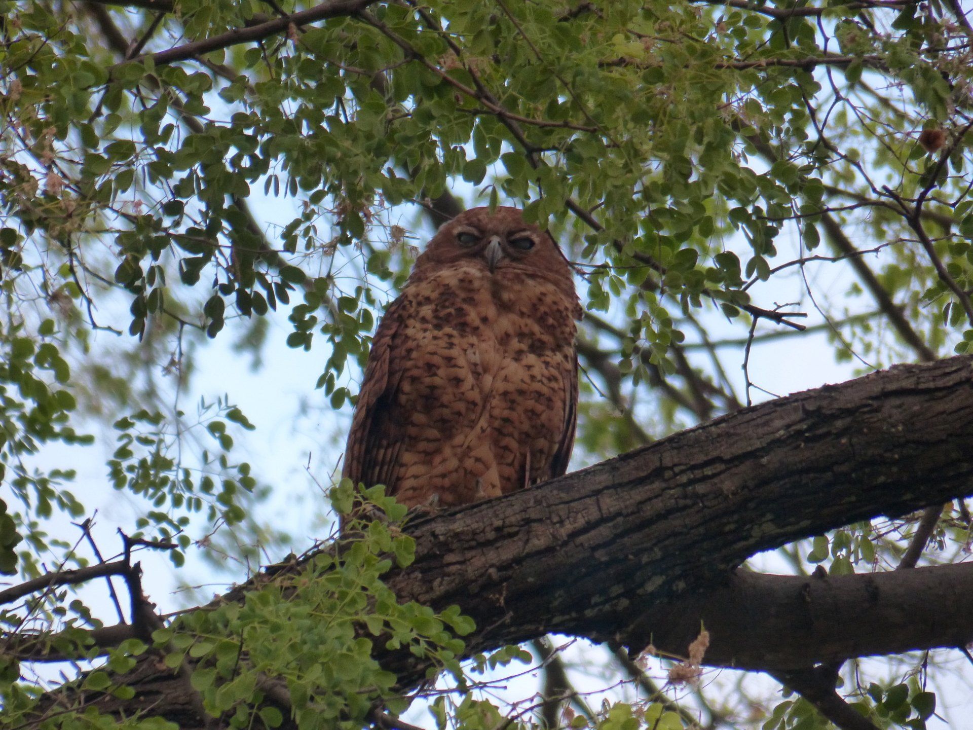 Pels Fishing Owl an pels fishing owl is perched on a tree branch looking at the camera .