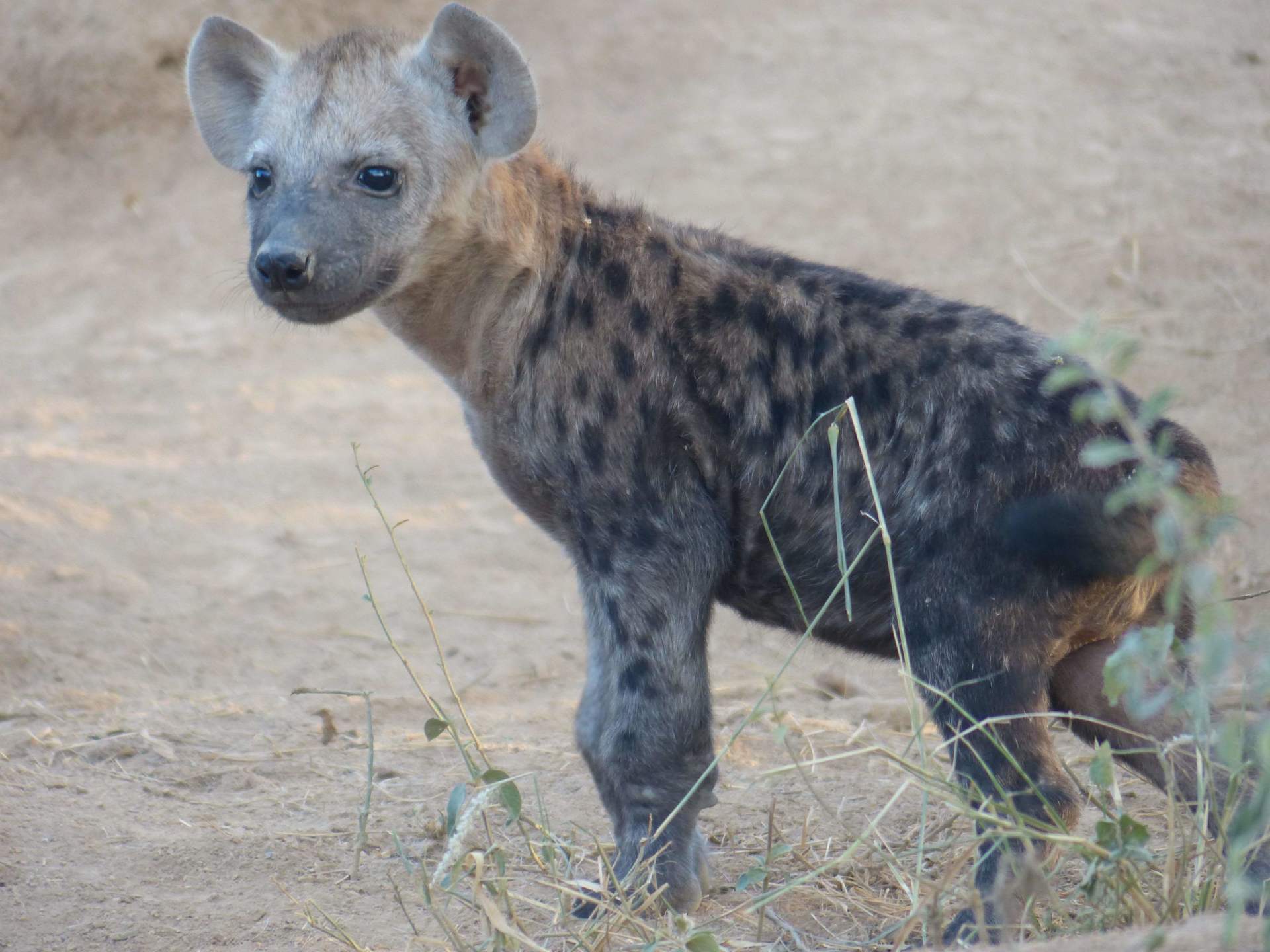 A hyena standing in the dirt looking at the camera
