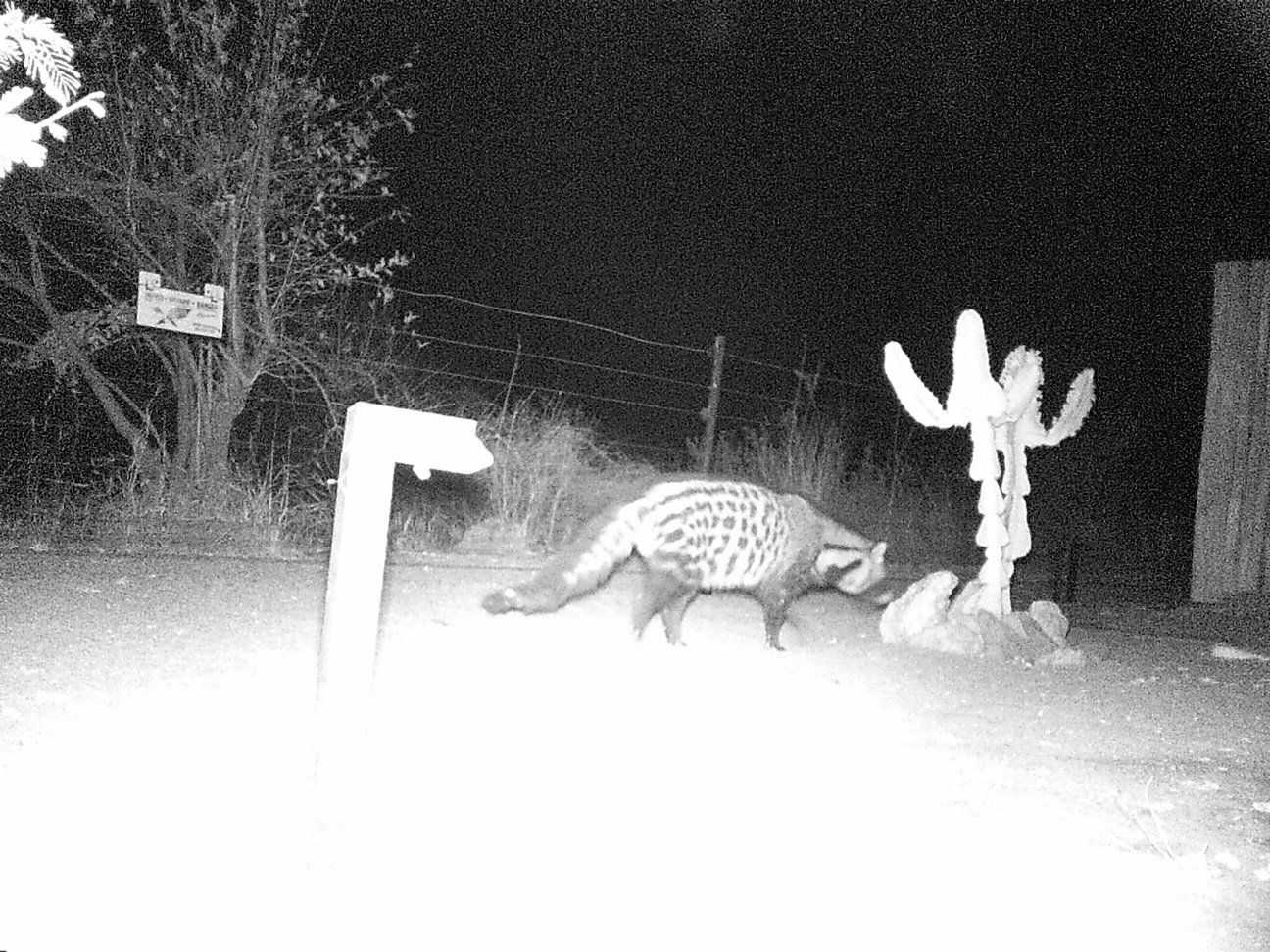 A black and white photo of a cat walking down a road at night.