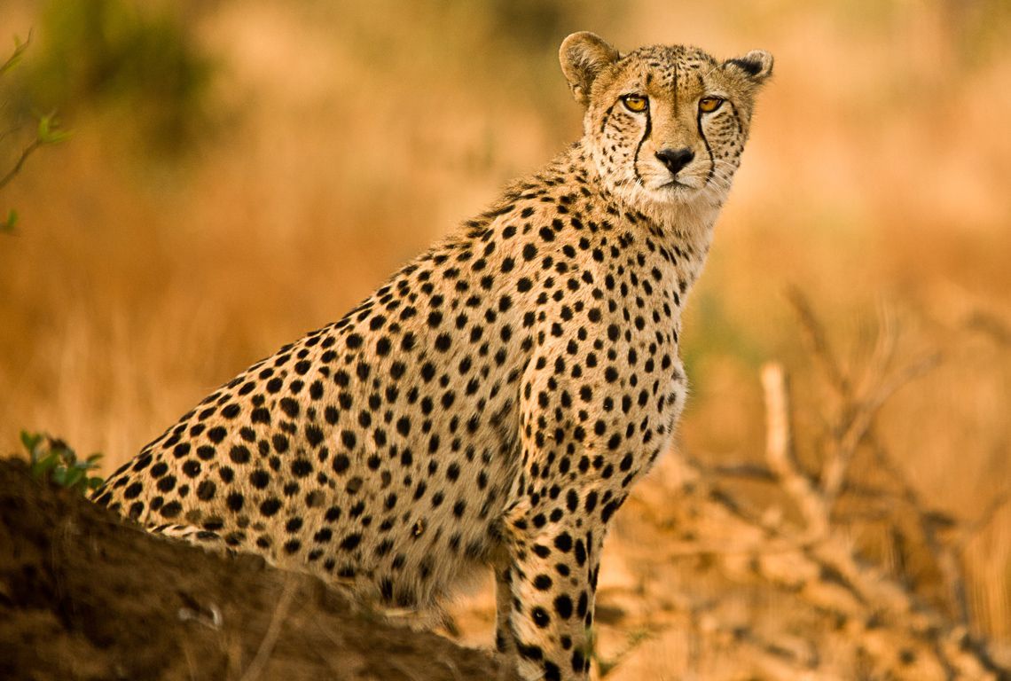 a cheetah sitting on a rock looking at the camera