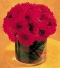 image-140567-Daisy1.jpg?1421446608713
