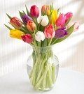 Tulip #9 $45