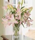 Lily #3 $90