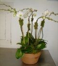 Plant #4 $275