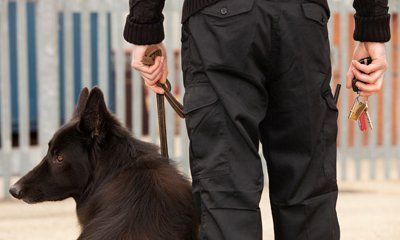 dog security