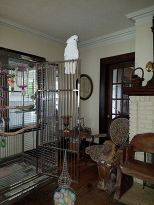 Martha the Infamous Cockatoo