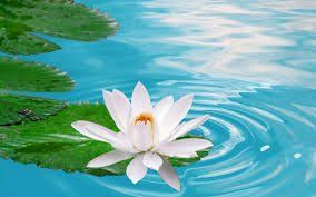 Teresa4Yoga Lotus flower