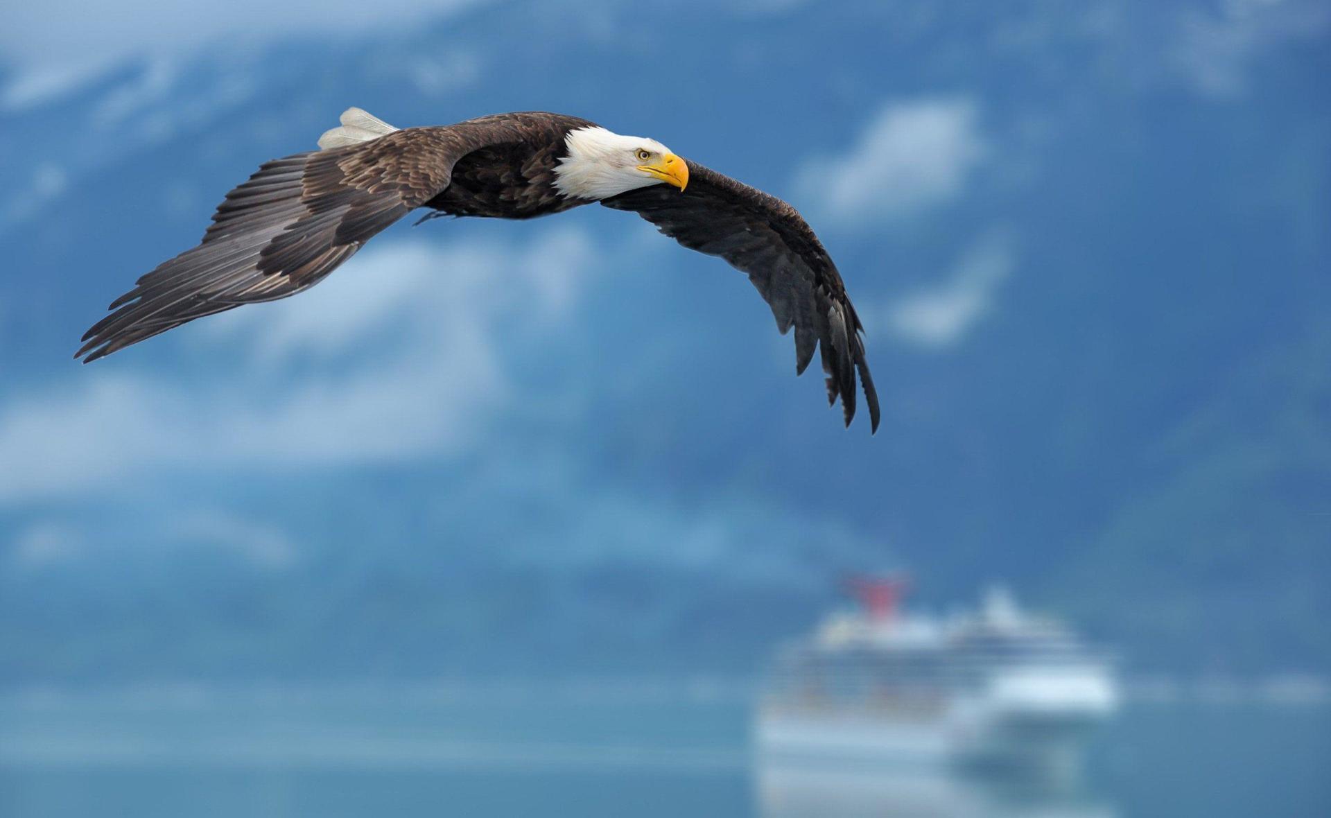 Teresa4Yoga Eagle Flying