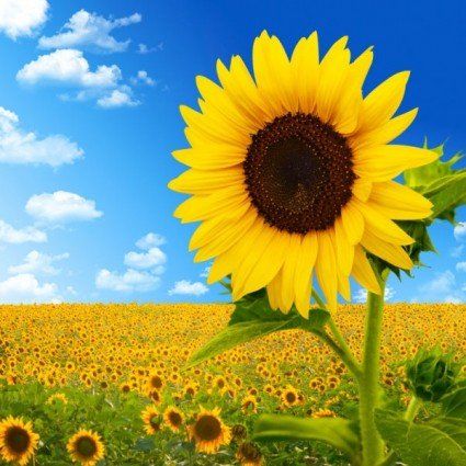 Teresa4Yoga Sunflower Self Empowerment