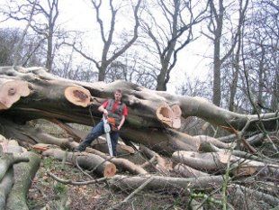 Tree felling