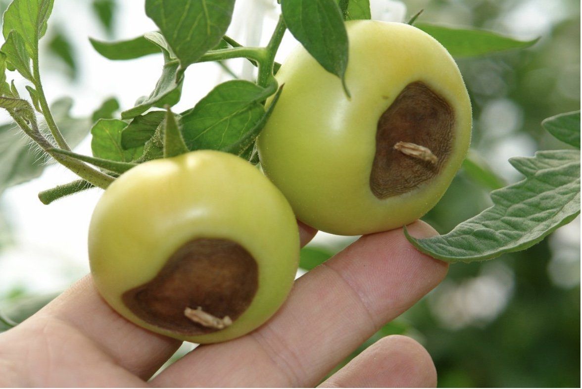 Two green tomatoes with brown lesions, held in hand, outdoors.