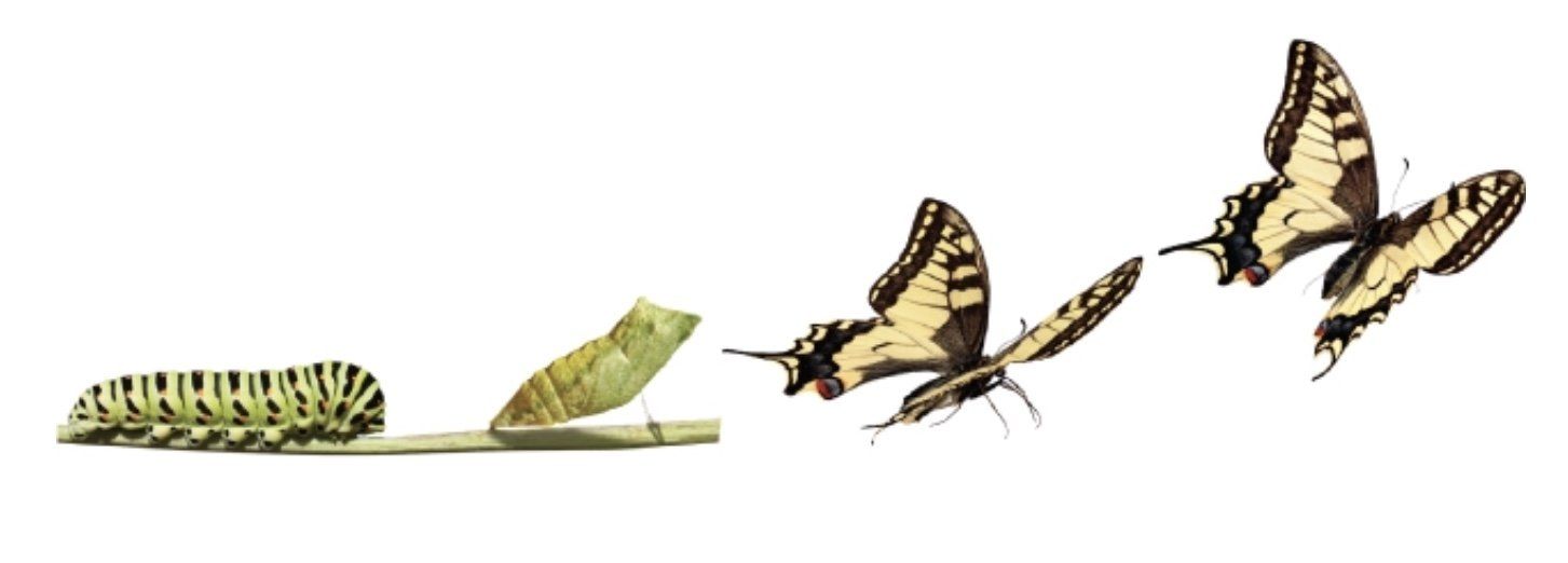 Butterfly life cycle: caterpillar, chrysalis, emerging butterfly, and butterflies in flight, against white background.