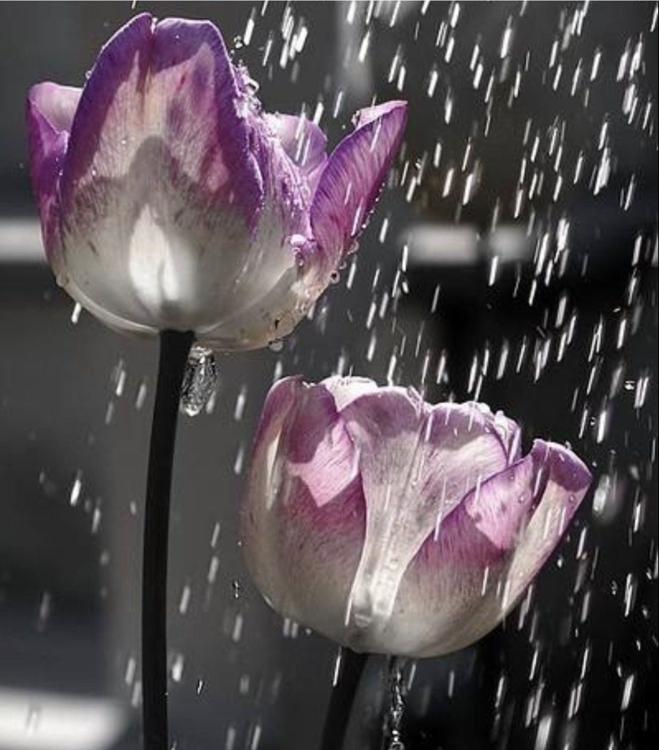 Purple and white tulips in the rain, droplets glistening against a dark background.