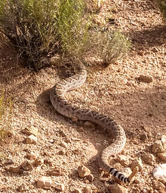 snake