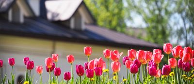 Tulips by house