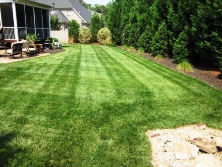 Lush Green Lawn with Fresh Mowing Lines