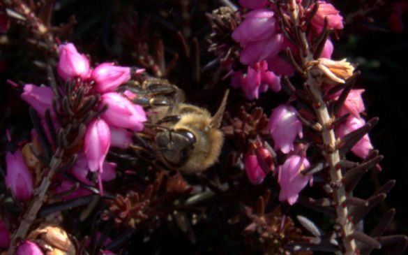 Honingbij op roze bloemen tussen donkere heidebloemen.