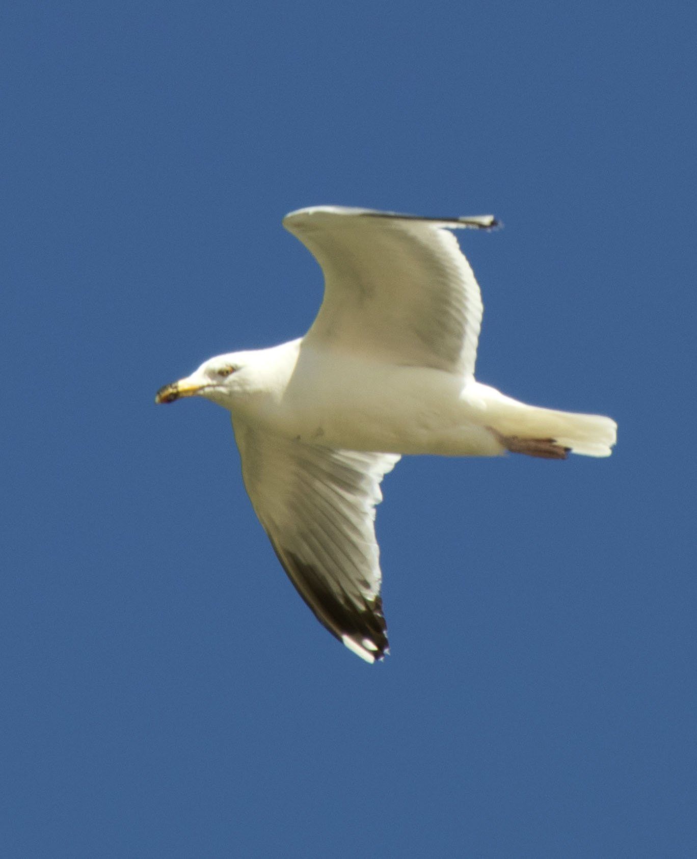 Witte meeuw die vliegt tegen een helderblauwe lucht.
