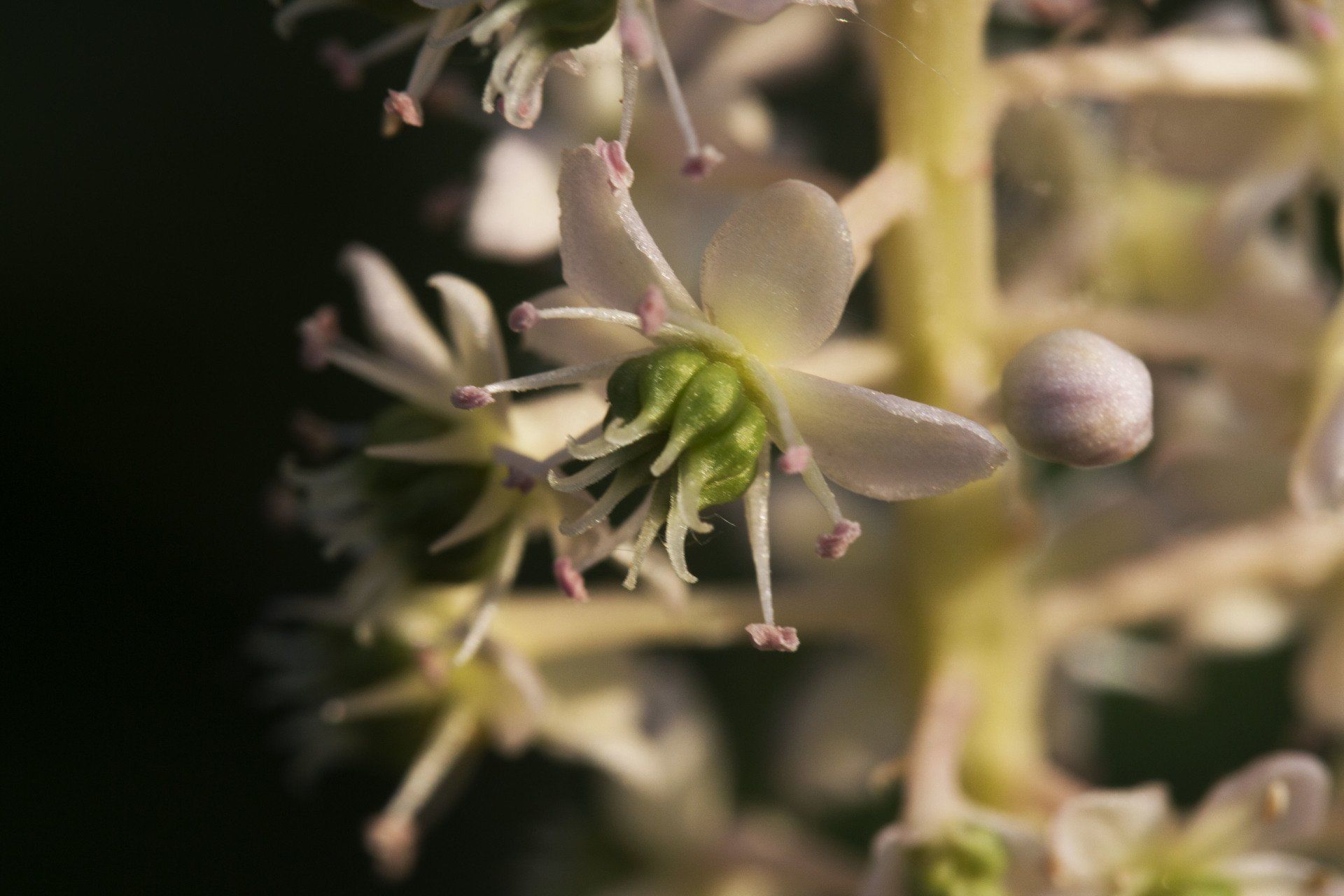 Close-up van witte bloemen met groene centra op een donkere, wazige achtergrond.