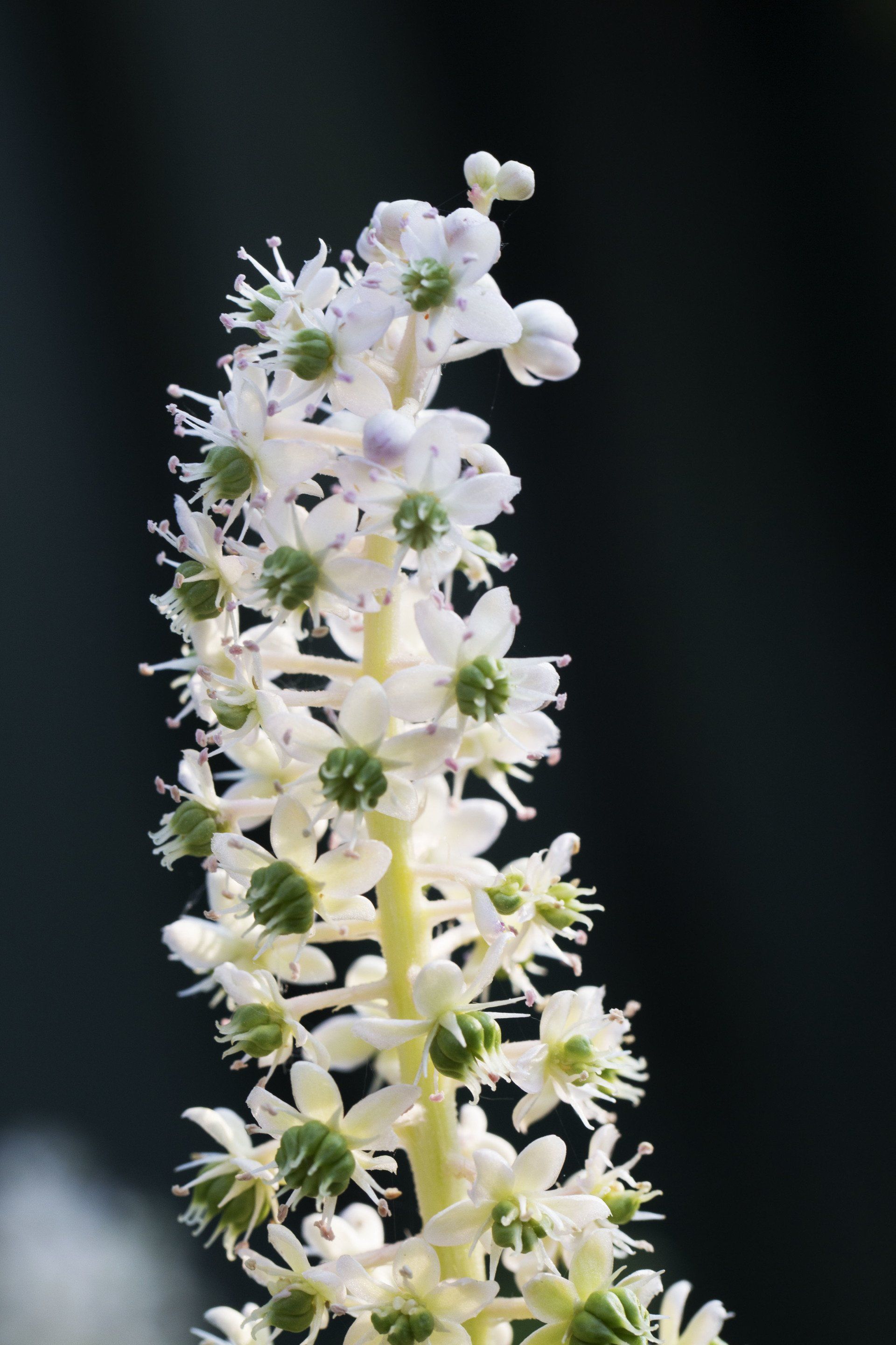 Close-up van een witte bloemstengel met kleine bloesems tegen een donkere achtergrond.