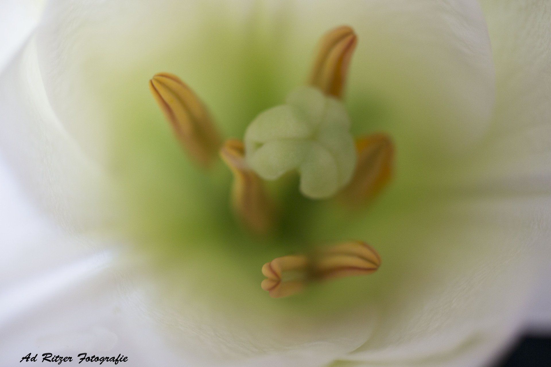 Close-up van een witte bloem met een groen hart en oranje meeldraden, met een zacht vervaagde achtergrond.