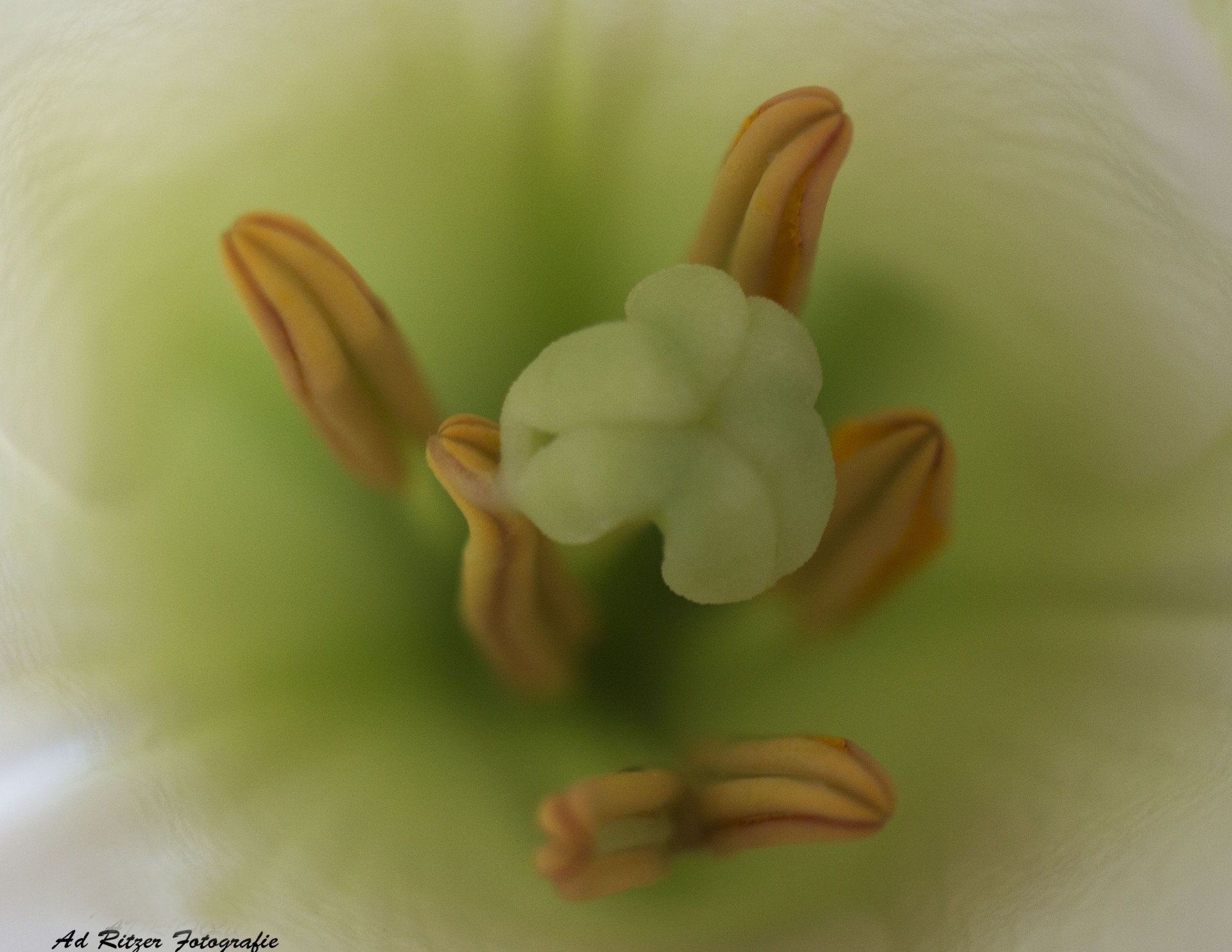 Close-up van een lichtgroen bloemhart met oranje gestreepte bloemblaadjes, zacht vervaagde achtergrond.