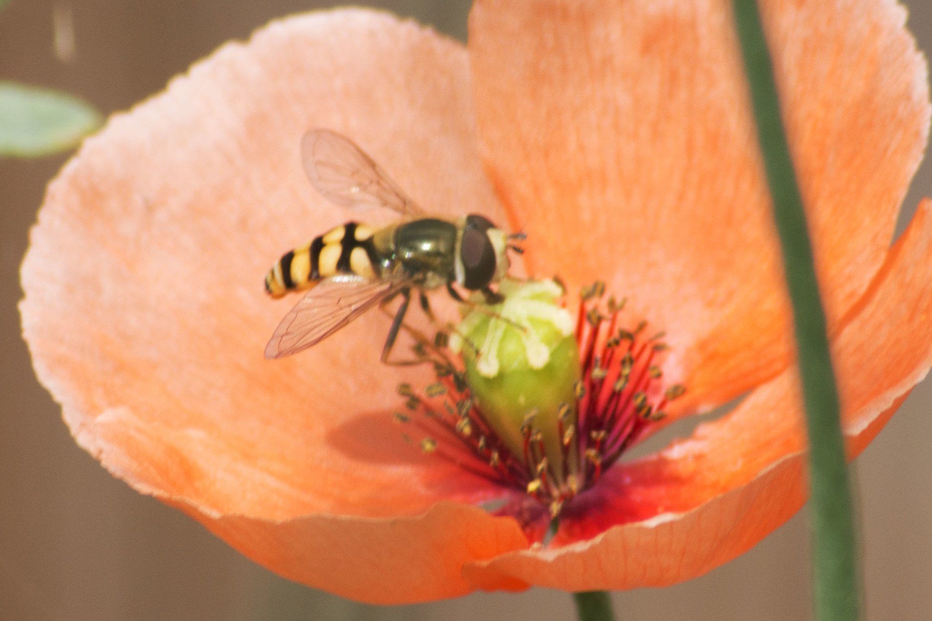 Bij op een roze klaproos die nectar verzamelt