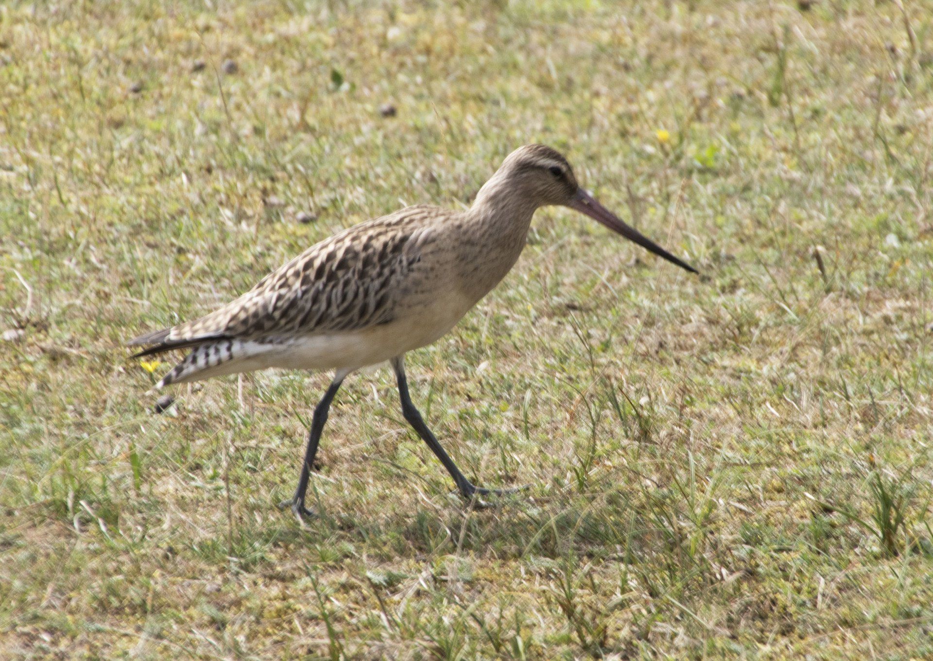 Een steltloper met een lange snavel en een gevlekt bruin verenkleed loopt over droog gras.