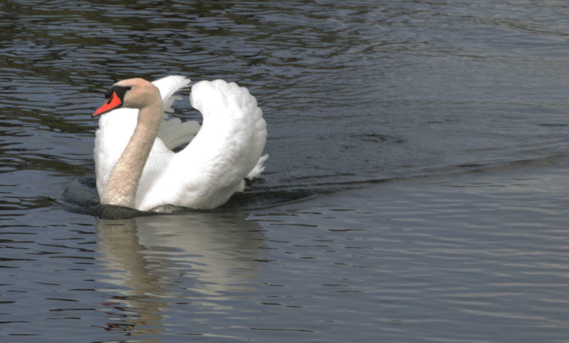 Een witte zwaan glijdt over het rimpelende water, met een weerspiegeling die beneden zichtbaar is.