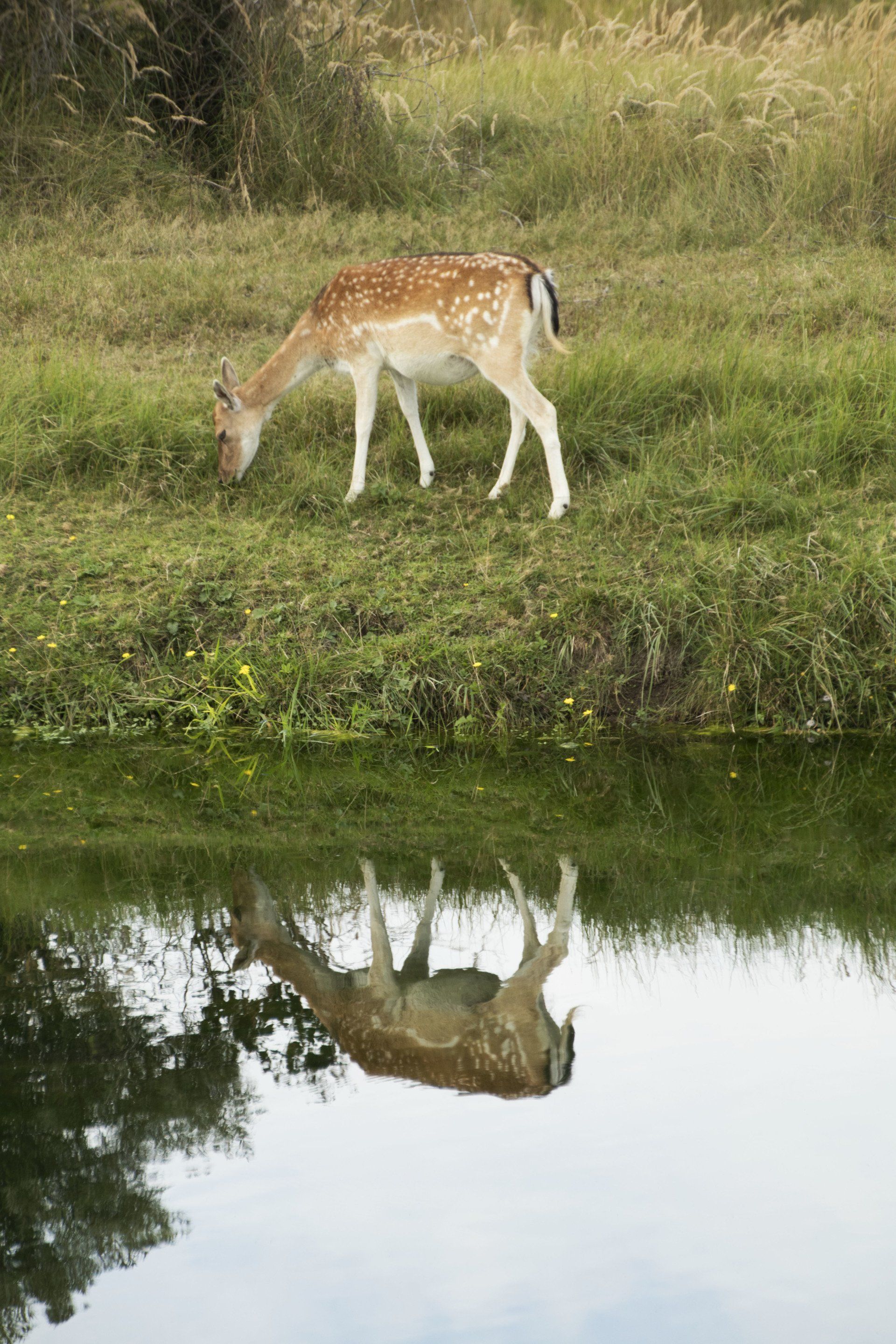 Herten grazen bij een vijver, waarvan de weerspiegeling in het water te zien is.
