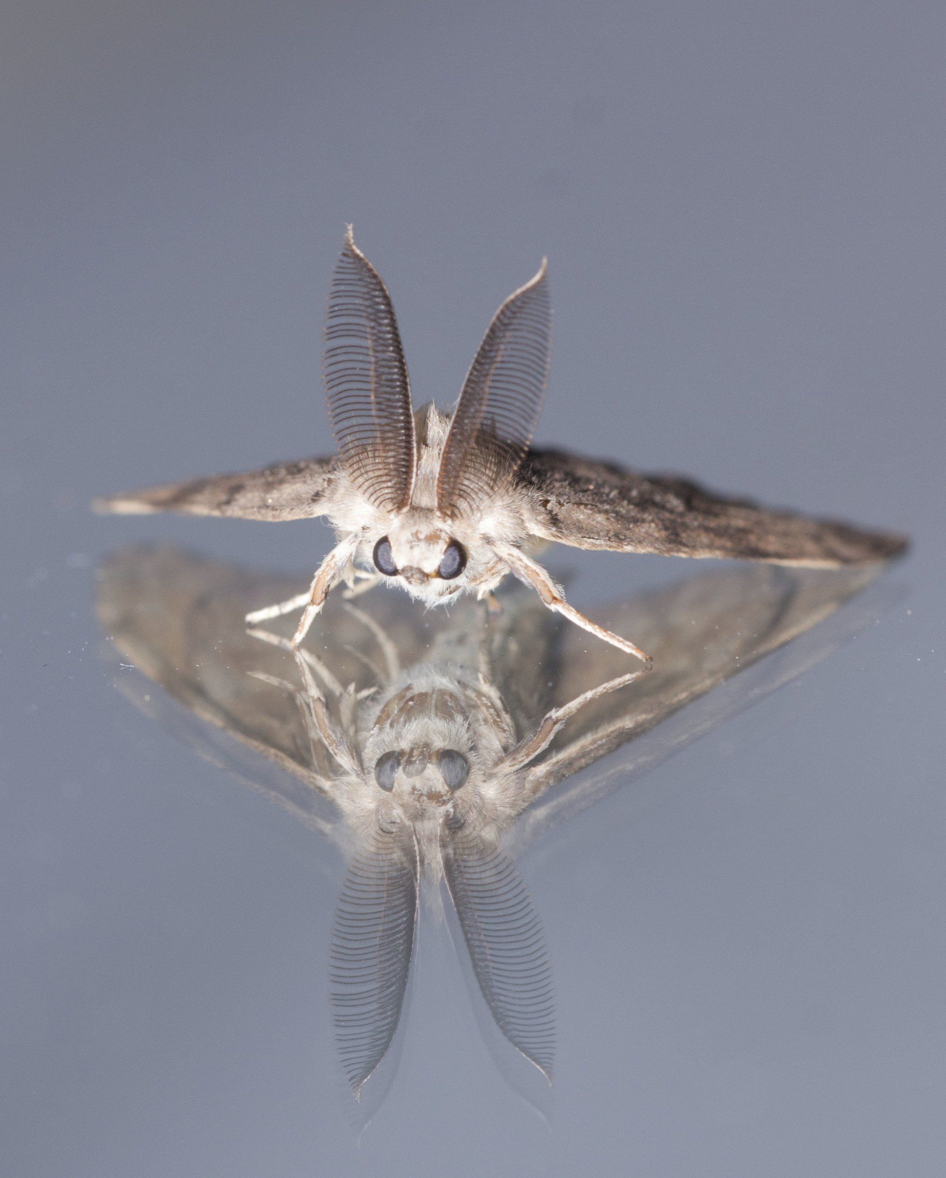 Een motachtig insect met gevederde antennes dat boven een reflecterend oppervlak zweeft.