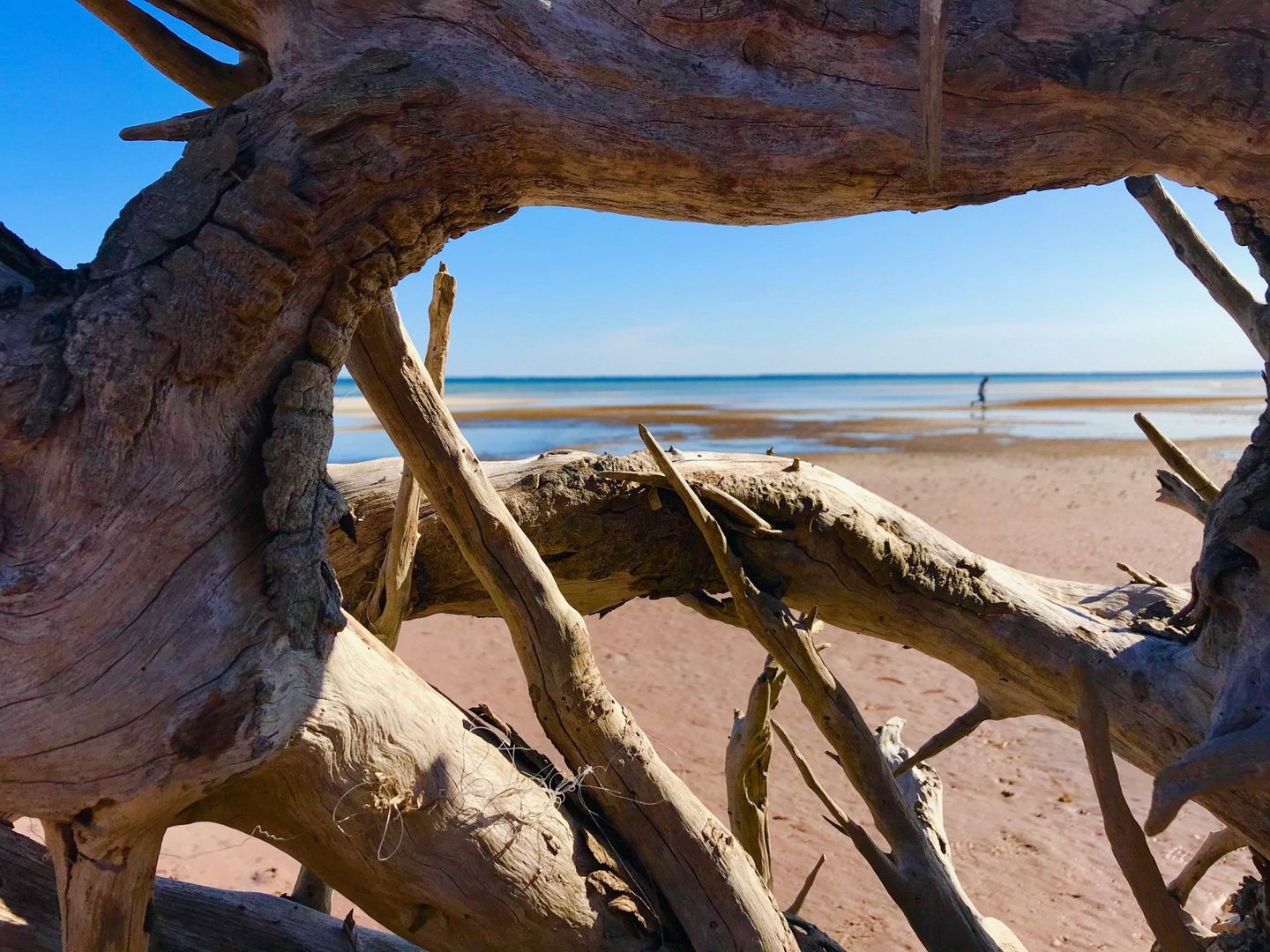 Beach | Barrier Dunes