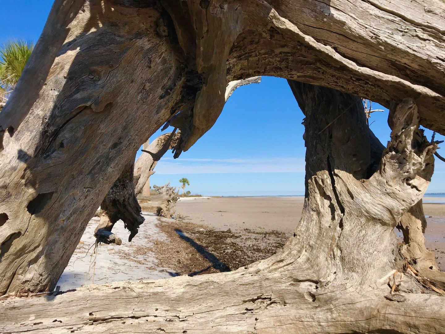 Beach | Barrier Dunes